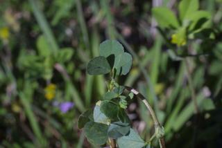 Trifolium dubium, leaf - on upper stem