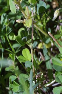 Trifolium dubium, stem - showing leaf bases