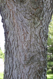 Gymnocladus dioicus, bark - of a large tree