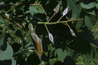 Gymnocladus dioicus, fruit - as borne on the plant