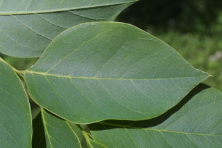 Gymnocladus dioicus, leaf - margin of upper + lower surface