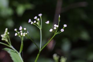 Cryptotaenia canadensis, inflorescence - lateral view of flower
