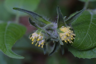 Polymnia canadensis, inflorescence - lateral view of flower