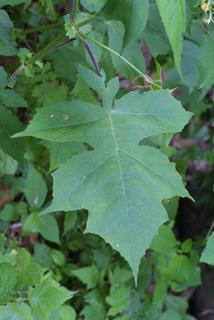 Polymnia canadensis, leaf - basal or on lower stem
