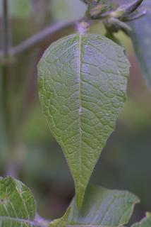 Polymnia canadensis, leaf - on upper stem