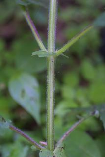Polymnia canadensis, stem - showing leaf bases