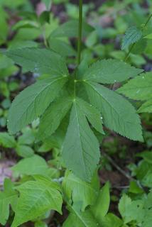 Cryptotaenia canadensis, leaf - basal or on lower stem
