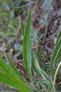 Oenothera macrocarpa, leaf - basal or on lower stem