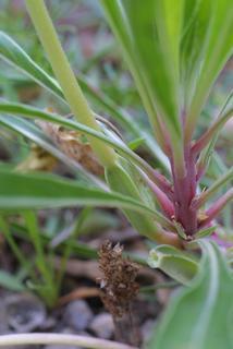 Oenothera macrocarpa, stem - showing leaf bases