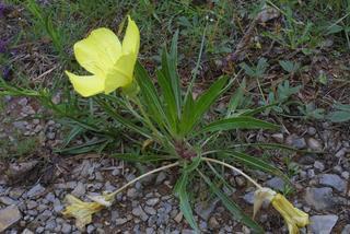 Oenothera macrocarpa, whole plant - in flower - general view