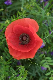 Papaver rhoeas, inflorescence - frontal view of flower