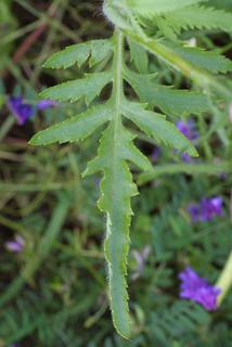 Papaver rhoeas, leaf - basal or on lower stem