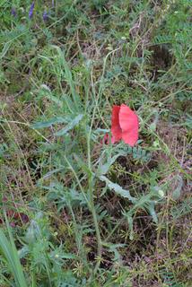 Papaver rhoeas, whole plant - in flower - general view