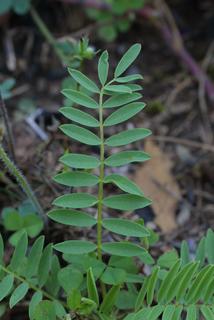 Astragalus bibullatus, leaf - basal or on lower stem