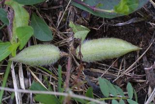 Astragalus tennesseensis, fruit - as borne on the plant