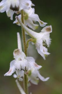 Delphinium carolinianum, inflorescence - lateral view of flower