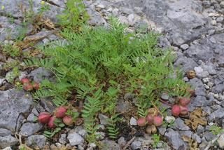 Astragalus bibullatus, whole plant - in fruit