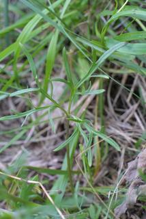 Delphinium carolinianum, leaf - basal or on lower stem