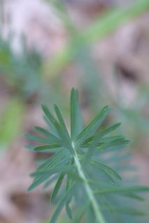 Linum usitatissimum, leaf - on upper stem