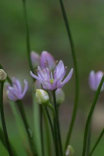 Allium canadense, inflorescence - lateral view of flower