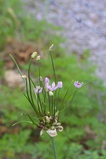 Allium canadense, inflorescence - whole - unspecified
