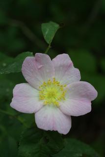 Rosa carolina, inflorescence - frontal view of flower