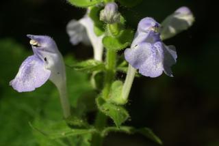 Scutellaria ovata, inflorescence - lateral view of flower