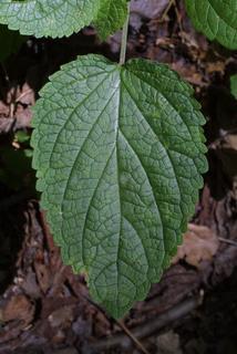 Scutellaria ovata, leaf - basal or on lower stem
