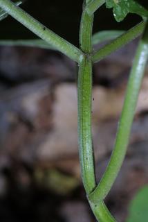 Scutellaria ovata, stem - showing leaf bases