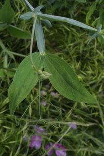 Lathyrus latifolius, leaf - on upper stem
