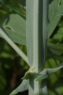 Lathyrus latifolius, stem - showing leaf bases