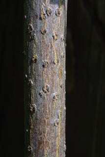 Sambucus nigra, bark - of a small tree or small branch