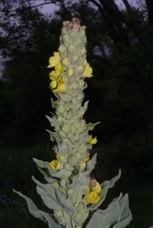 Verbascum thapsus, inflorescence - whole - unspecified