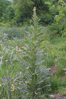 Verbascum thapsus, whole plant - in flower - general view