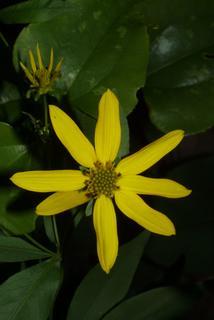 Coreopsis major, inflorescence - whole - unspecified