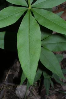Coreopsis major, leaf - margin of upper + lower surface