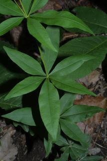 Coreopsis major, leaf - on upper stem