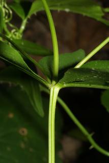 Coreopsis major, stem - showing leaf bases