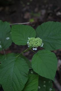 Hydrangea arborescens, inflorescence - whole - unspecified