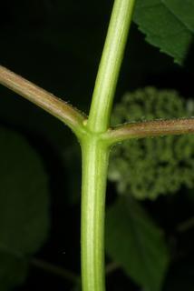 Hydrangea arborescens, twig - orientation of petioles
