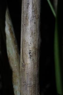 Hydrangea arborescens, bark - of a small tree or small branch