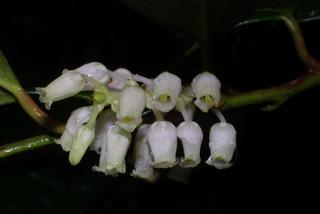 Leucothoe fontanesiana, inflorescence - whole - unspecified
