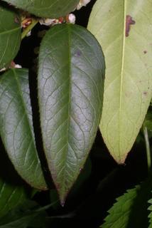 Leucothoe fontanesiana, leaf - whole upper surface
