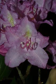 Rhododendron catawbiense, inflorescence - frontal view of flower
