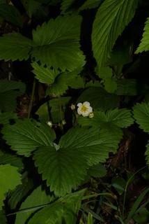 Fragaria virginiana, whole plant - in flower - general view