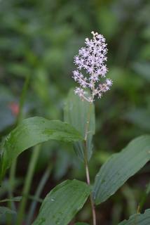 Maianthemum racemosum, inflorescence - whole - unspecified