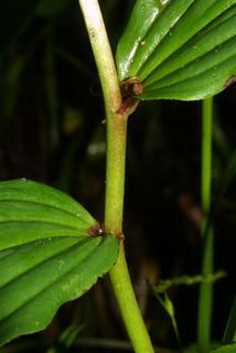 Maianthemum racemosum, stem - showing leaf bases