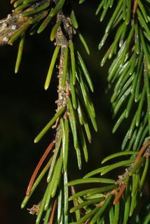 Picea rubens, leaf - showing orientation on twig