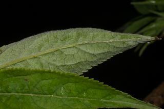 Sambucus racemosa, leaf - margin of upper + lower surface