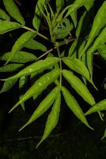 Sambucus racemosa, leaf - whole upper surface